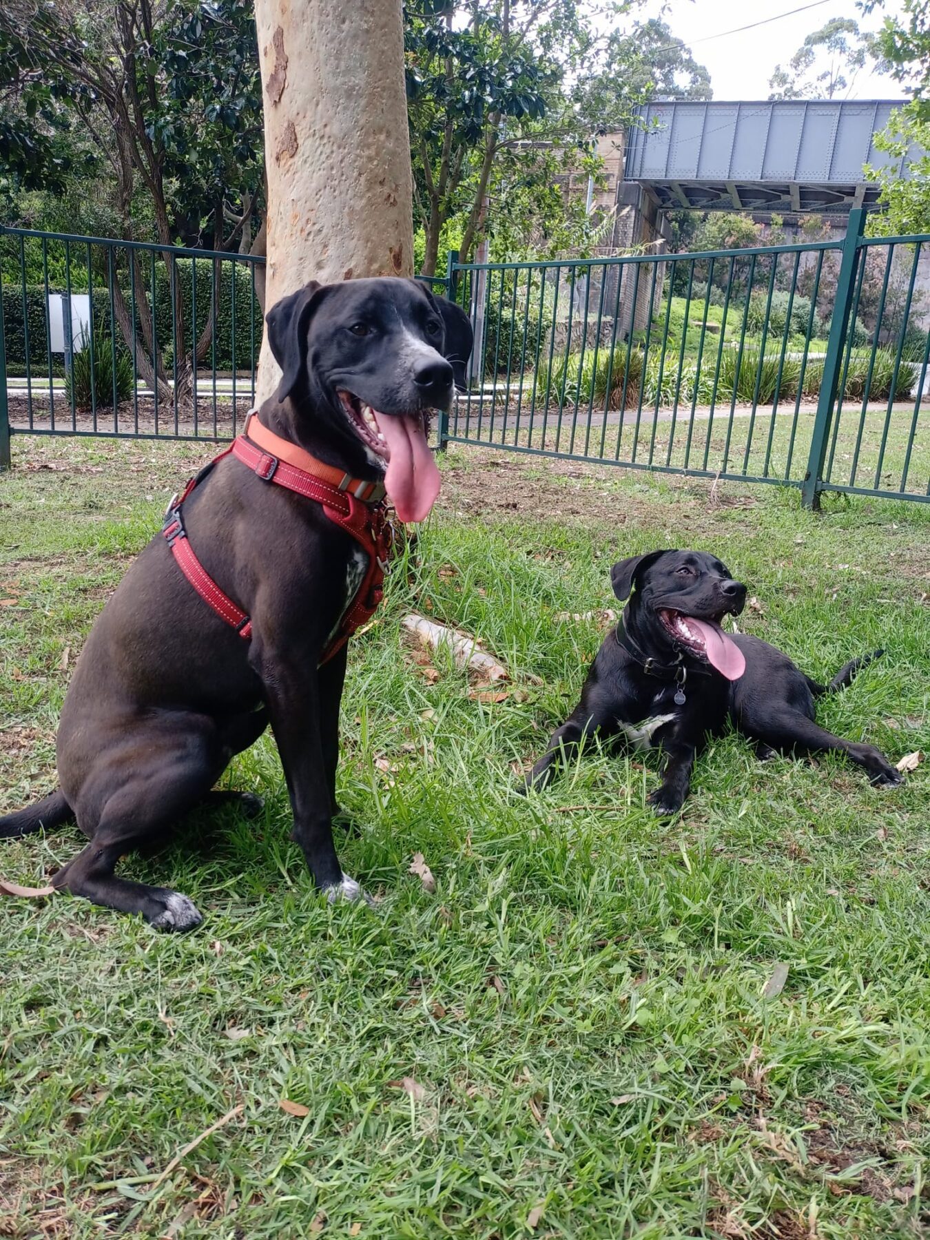 Dog training methodology